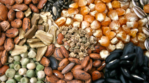 Seed